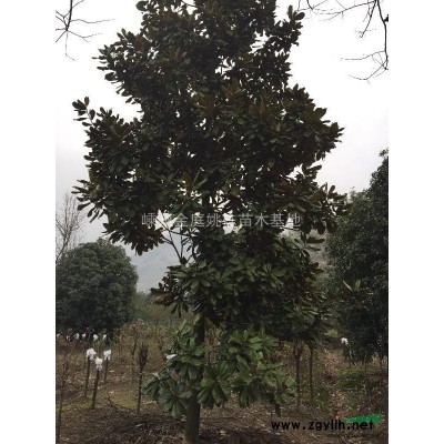 嵊州市苗木基地供应香樟，桂花，红枫，樱花，红叶李等各种规格苗