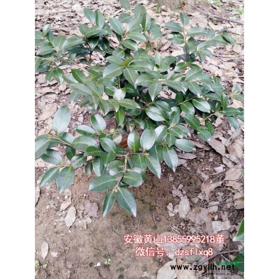 红枫 红叶羽毛枫（D2-12cm)安徽黄山 苗圃货源