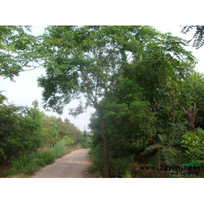 红枫供应，美国红枫价格，美国红枫供应