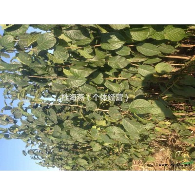 出售美国红枫、元宝、杜仲树苗