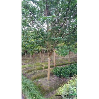 供应红枫，绍兴红枫价格