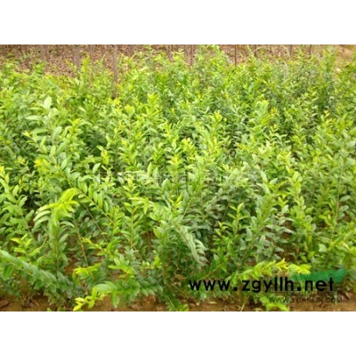 红豆杉种子，美国红枫种子，北美枫香种子