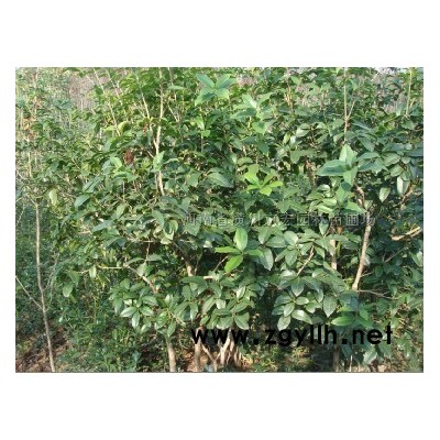 红枫、元宝枫、枫香、五角枫、三角枫、白玉兰