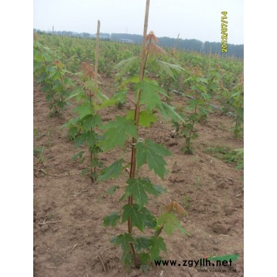 山东【红点红枫小苗】种植基地人气爆棚客流不断很好很强大