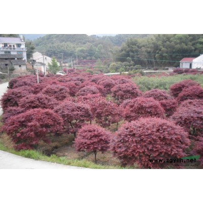 红枫2*新价格/红枫2报价