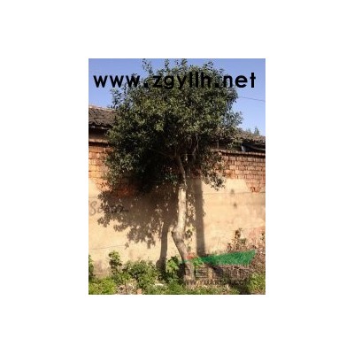 浙江地区供应红枫