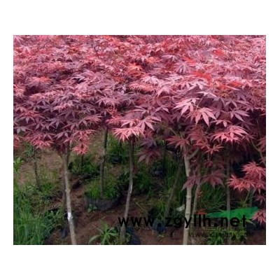 红枫 美国红枫，五角枫