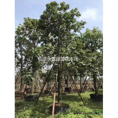 红叶李永盛园艺直销规格*低价供应