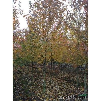 浙江地区大量供应5—10公分红叶李