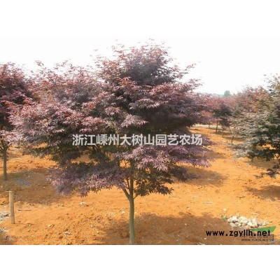 红叶李小苗大量供应