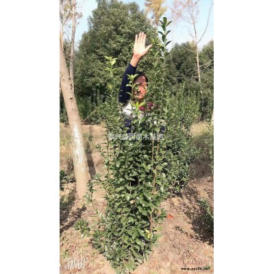 优质特价紫叶李/红叶李/高杆紫玉兰产地直销