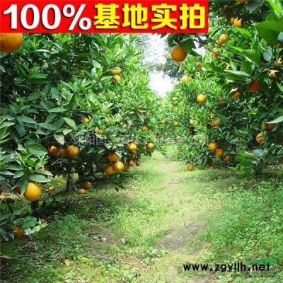 紫叶李2-15公分工程苗紫叶李价格 红叶李树苗价 红叶李树苗