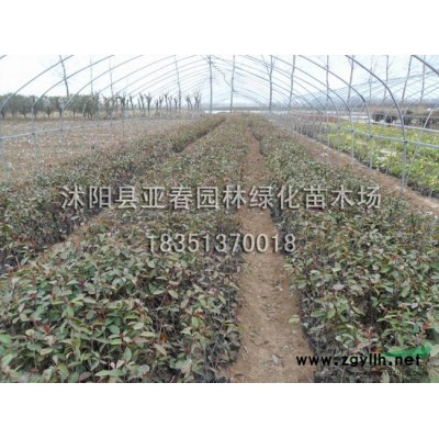 批发新采红叶李种子 紫叶李种子 紫叶稠李种子红叶稠李发芽率*