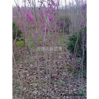 2-10公分丝绵木红叶李约90万株