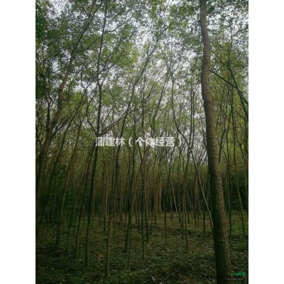 宝鸡市眉县供应红叶李.高200公分  直径0.5单1.00