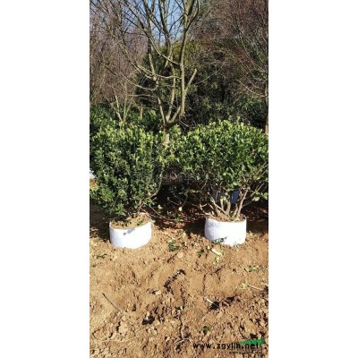 优质特价6-10公分冠1.5-2.5米日本红枫产地直销