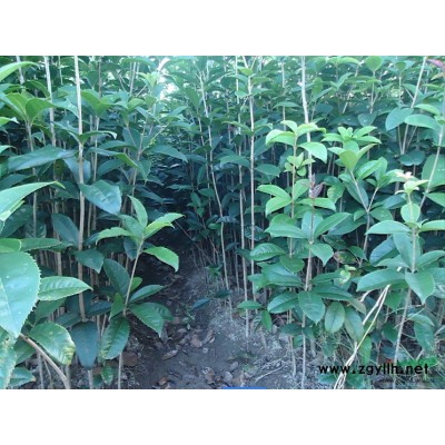 低价供应桂花苗