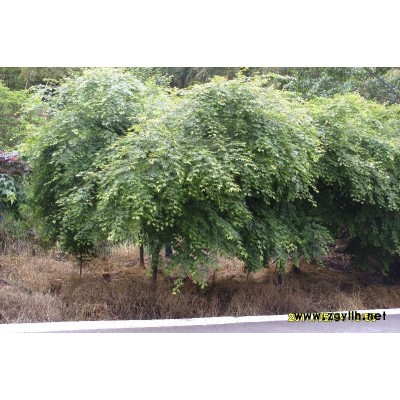 宁波红枫行情报价\宁波红枫图片展示