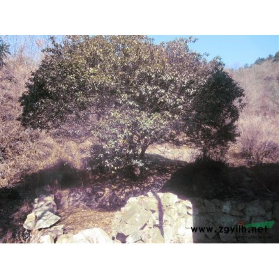 安徽地区供应50年树龄桂花