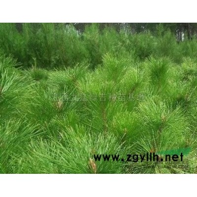 红枫*新价格/红枫报价