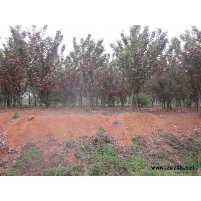 长期供应多种规格三角枫 青枫 红枫 美国红枫