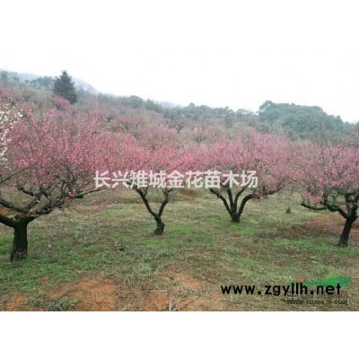 长兴红枫价格、浙江供应红枫