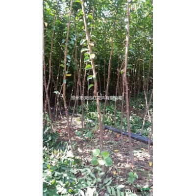 美国红枫，四公分红火箭，2公分红火球，3公分红叶紫薇