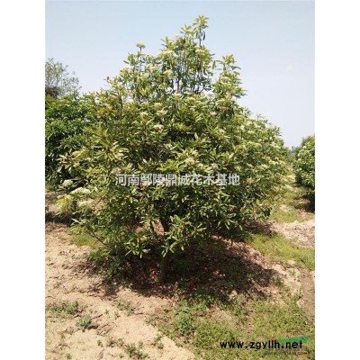 河南8-12红叶李基地直销