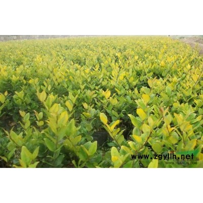 红枫行情报价\红枫图片展示