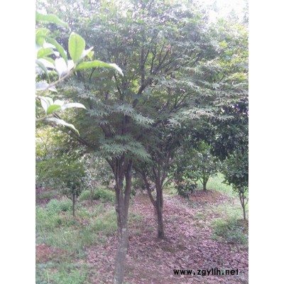 高1米以上的嫁接红枫小苗