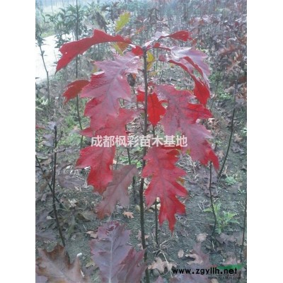 成都温江供应北美红栎沼生栎娜塔栎舒玛栎美国红枫