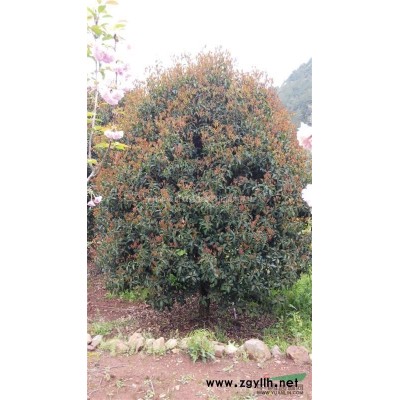 供应生态绿化红枫