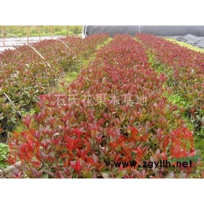 湖南长沙石氏苗圃供应3-20公分红枫