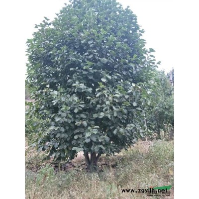 河南18公分红叶李介绍