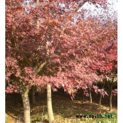 南天竹、白玉兰、红枫、红叶李、紫薇、榉树