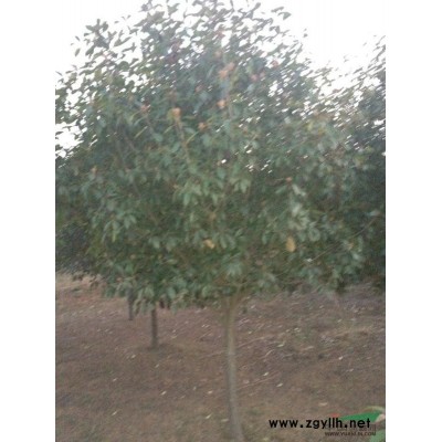 供应榉树、洒金柏、紫叶女贞、瓜子黄杨、红叶李