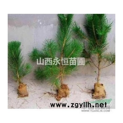 5公分紫叶李，5公分紫叶矮樱，5公分红叶李价格