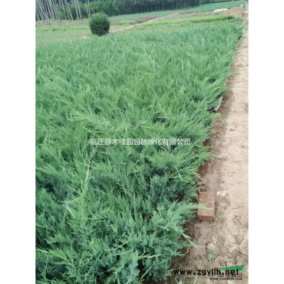 江苏沭阳县供应大量1-15公分红叶李_紫叶李