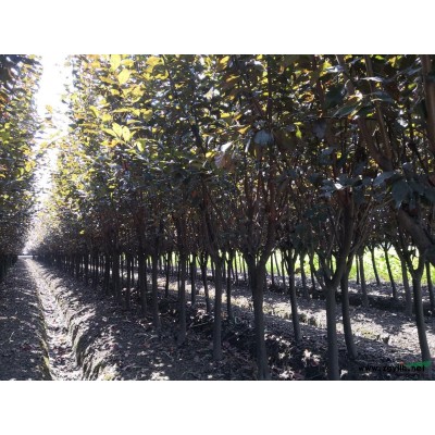 低价处理3-6公分红叶李