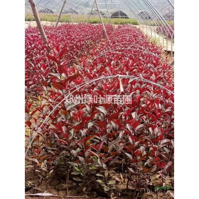 基地直销红叶李