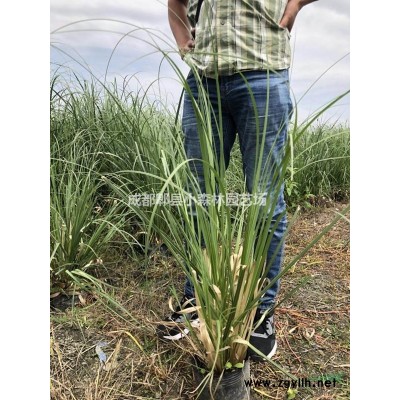 红叶李、丛生红叶李、低分支红叶、紫叶李