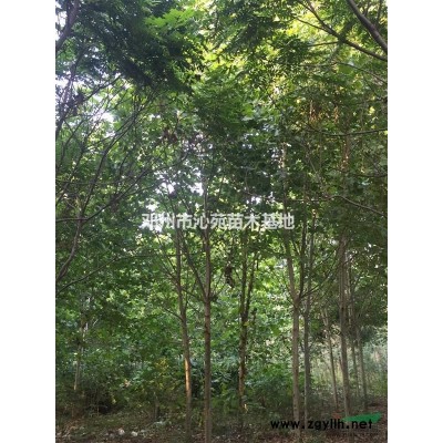 河南省邓州市供应5--6公分红叶李