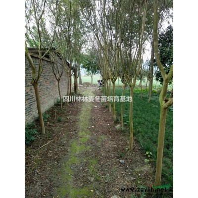 四川片区红叶李