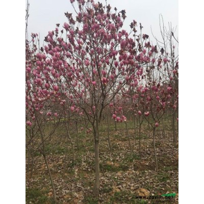 南京 精品红叶李报价/江苏南京 精品红叶李报价