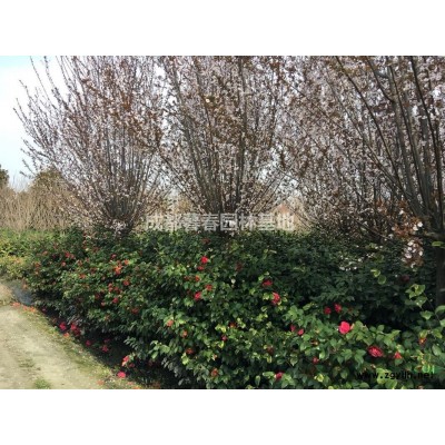 成都地区红叶李8——10