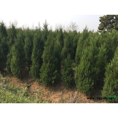 红叶李 滁州红叶李 红叶李价格