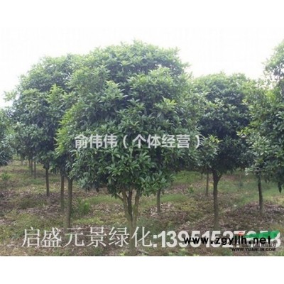 供应鸡爪槭，海棠，红枫，青枫，罗汉松，红叶李等欢迎来选购