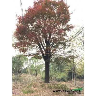 浙江苗圃红枫，规格4-14cm ,高度2-4米，全冠原生缩根苗