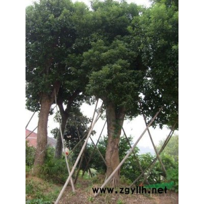 当年家接小桂花