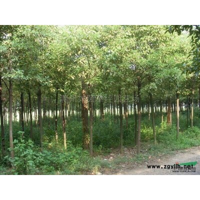 红枫图片\红枫报价